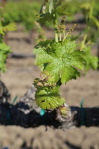 Napa-Young-Grapevines (5)