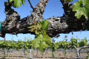 Napa-Young-Grapevines (9)