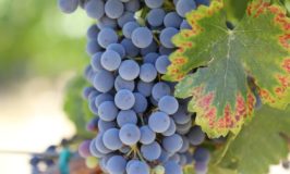 Newton Vineyard