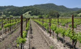 Nord Estate Wines