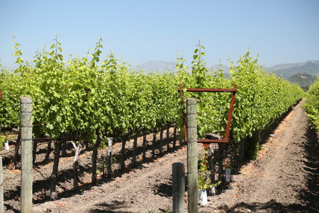 O'Shaughnessy Winery The Napa Wine Project