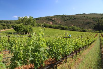 Oakville Ranch