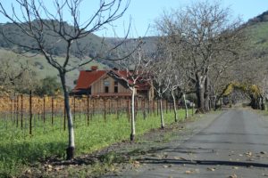 Perata-Vineyards (1)