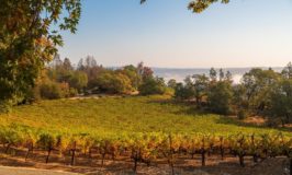 Philip Togni Vineyard