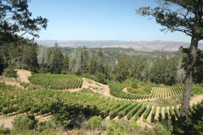 Pott Wine