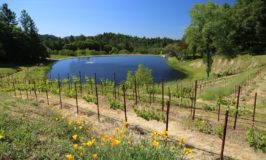 Pride Mountain Vineyards