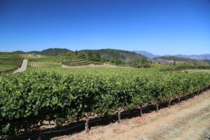 Pride-Mountain-Vineyards (5)