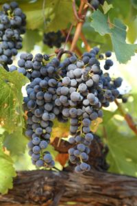 Ramspur-Winery-Grapes