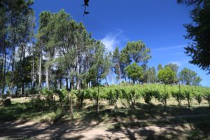 Random-Ridge-Vineyards (1)