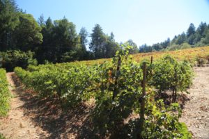 Ritchie-Creek-Vineyards (1)