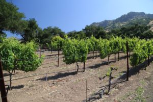 Robinson-Family-Vineyards (25)