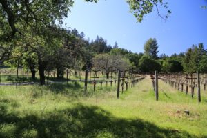 Ruston-Vineyard