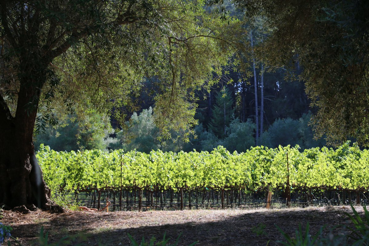 Sabina Vineyards - The Napa Wine Project
