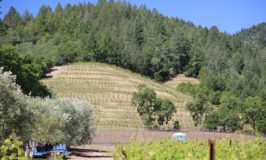 Schlein Vineyard