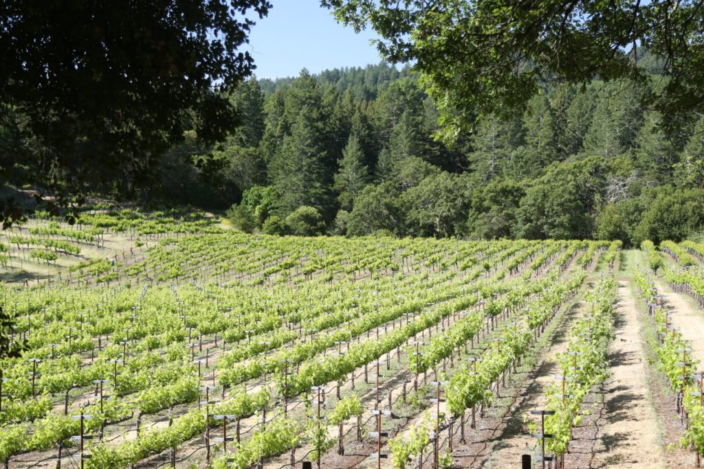 School House Vineyard The Napa Wine Project