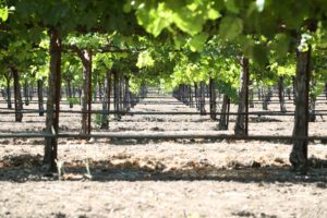 Sequoia-Grove-Winery (4)