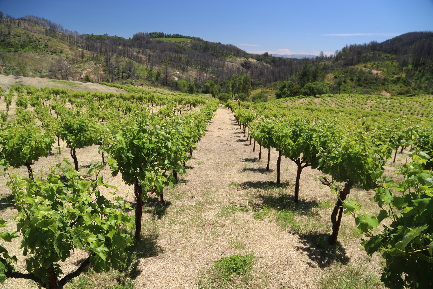 File:Vineyard near Szurdokpuspoki.jpg - Wikipedia