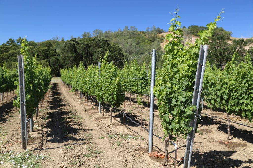 Somerston Estate The Napa Wine Project