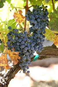 Spence-Vineyards-Napa-Valley (6)