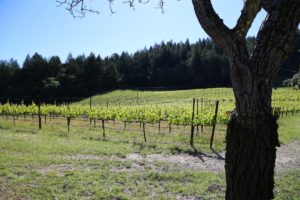 Thomas-LaTour-Vineyard-Napa (1)