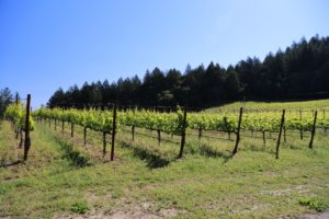 Thomas-LaTour-Vineyard-Napa (2)