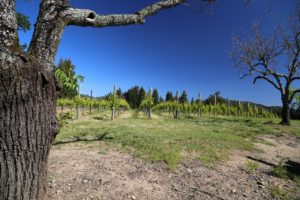 Thomas-LaTour-Vineyard-Napa (4)