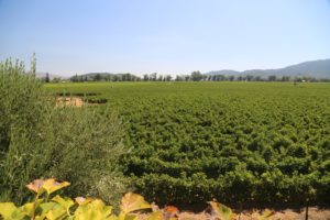 napa valley robert mondavi wine tour