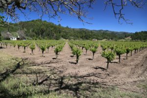 Tofanelli-Vineyard-Calistoga (2)