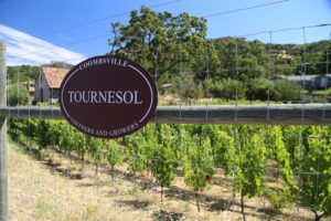 Tournesol-Vineyard (2)