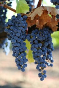 TrefethenGrapes-Napa-Valley (18)