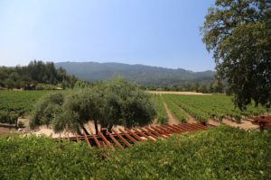 Venge-Vineyards (4)