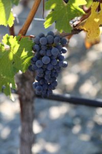 Vineyard-7-8-Spring-Mountain (20)