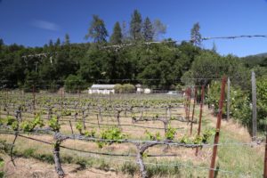 Wermuth-Winery (3)