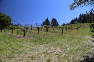 Wicker-Vineyard (2)