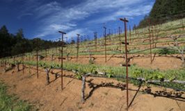York Creek Vineyards