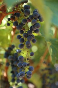 grapes-cab (1)