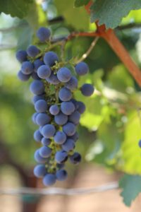 grapes-cab (17)