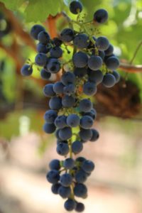 grapes-cab (43)