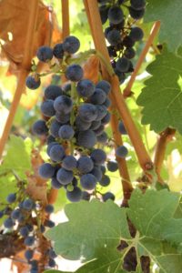 grapes-cab (48)