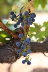grapes-cab (6)