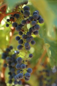 grapes-cab (75)