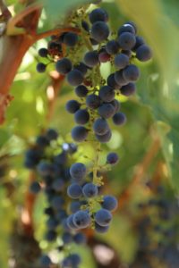 grapes-cab (78)