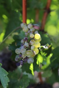 grapes-napa (15)