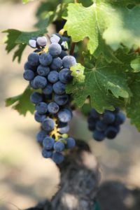 grapes-napa (4)