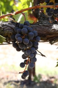 grapes-napa-valley