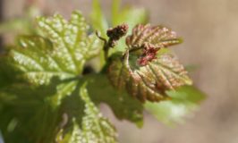 Erba Mountainside Vineyards