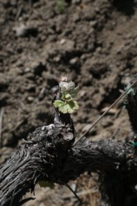 grapevines-budding (2)