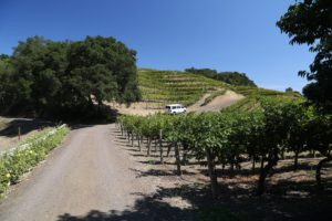 marston-family-vineyards (3)