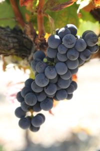 napa-grapes (124)