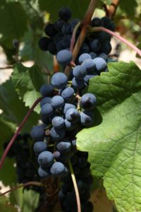 napa-grapes (13)